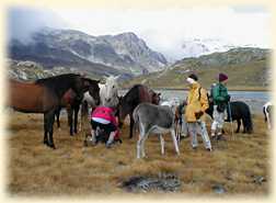 Les chevaux du Lac du Lait sont trs affams - Nicole, Denise, Jean-Pierre