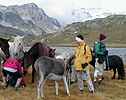 2350 m, les chevaux du Lac du Lait sont trs affams - Nicole, Denise, Jean-Pierre