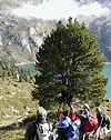 2200 m, un p'tit arbre devant le Plan d'Amont, une vraie carte postale