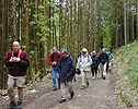 Dans une fort de grands arbres