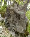 Un drle d'arbre, on dirait E.T., trs triste